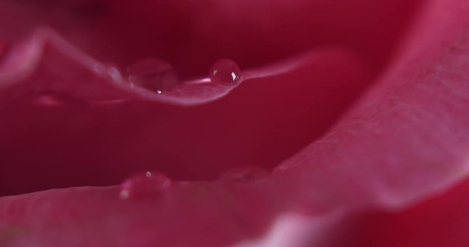 Water drop on pink flower petal