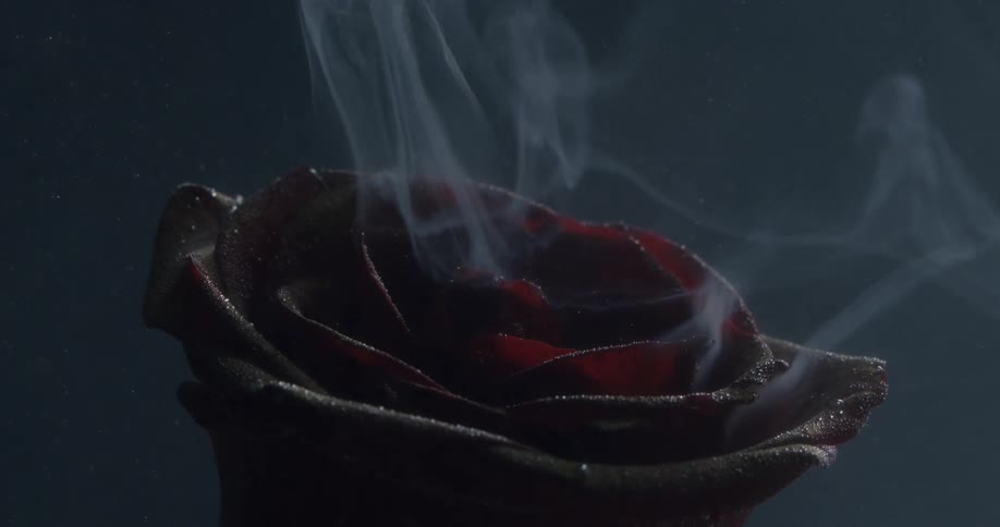Smoke rising from a burnt rose