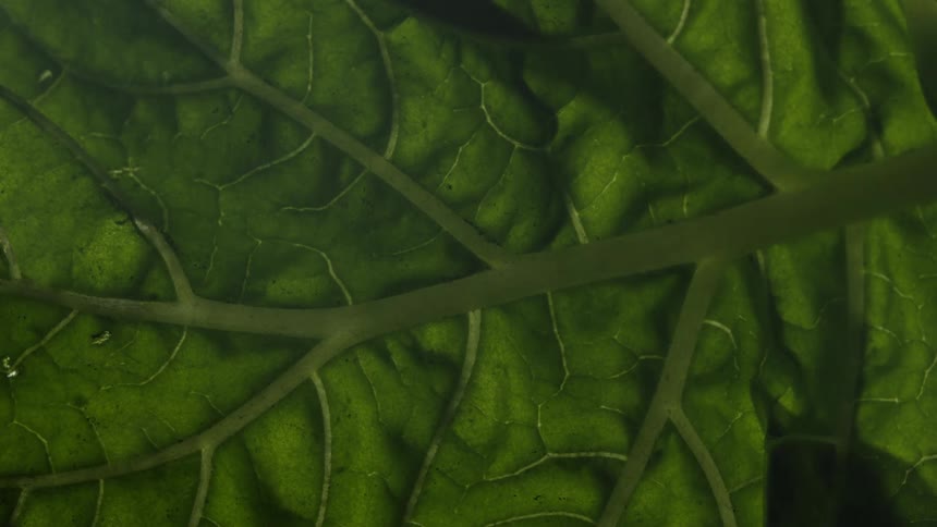 Close up of the veins and details of a green leaf under moving lights