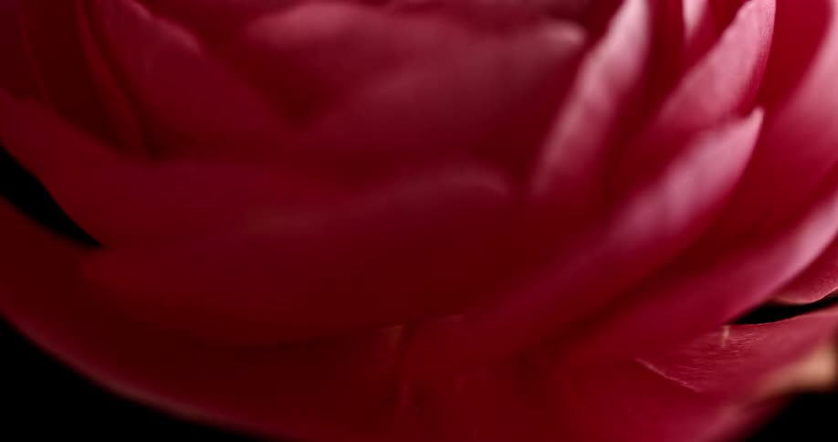 Close up of the petals of a red rose
