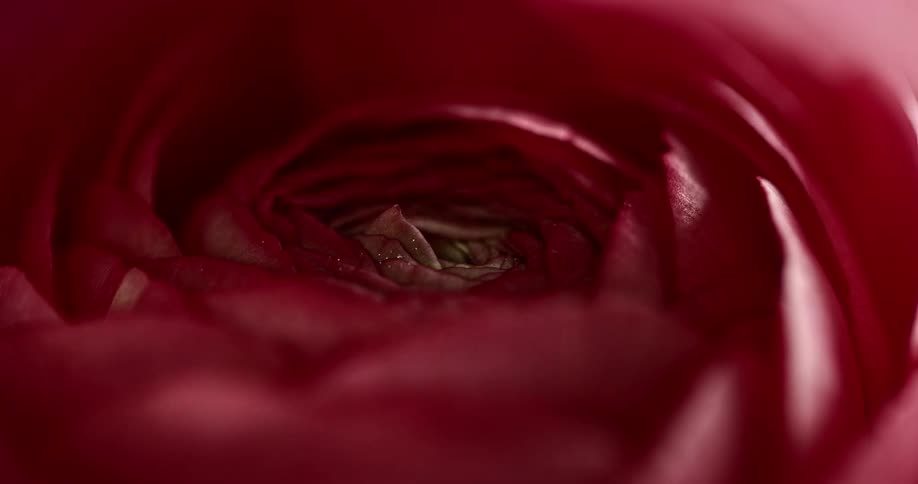 Close up of red rose