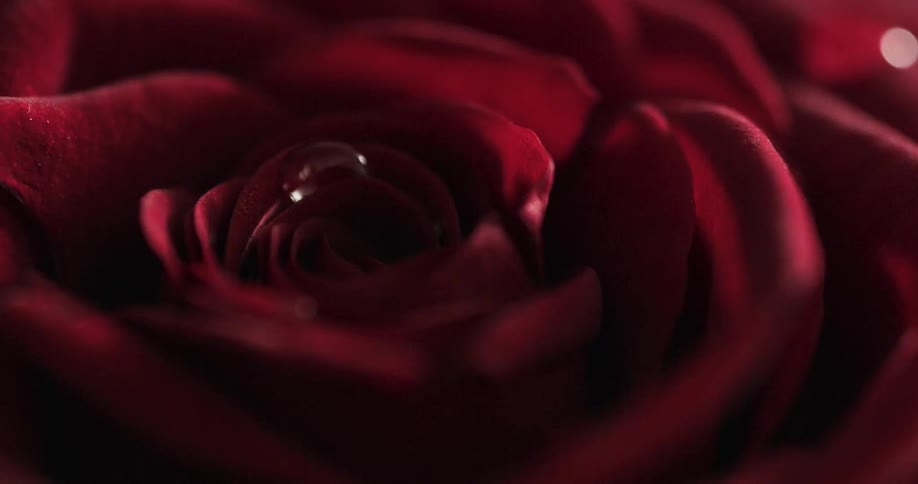 Close up of a red rose with droplets