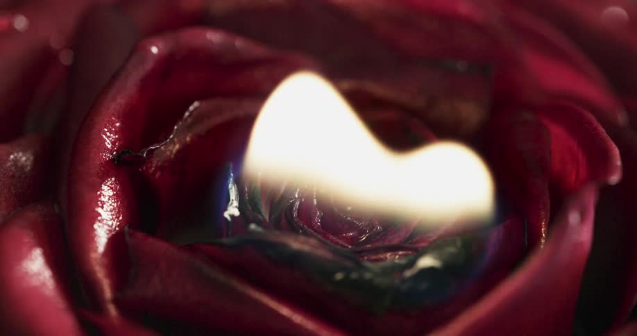 The rose is on fire
