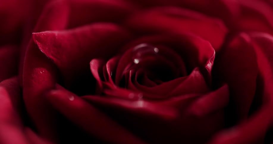A red rose flower in a low light environment