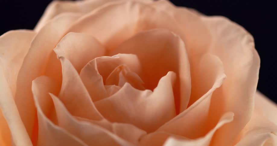 Peach rose contrasts with black background