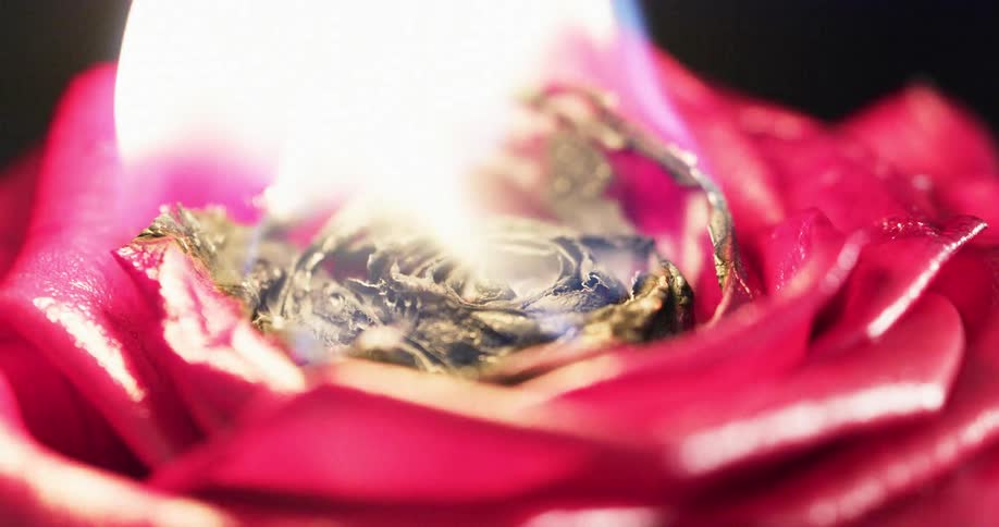 A red rose flower in flame as the burnt part turns from red to gold color