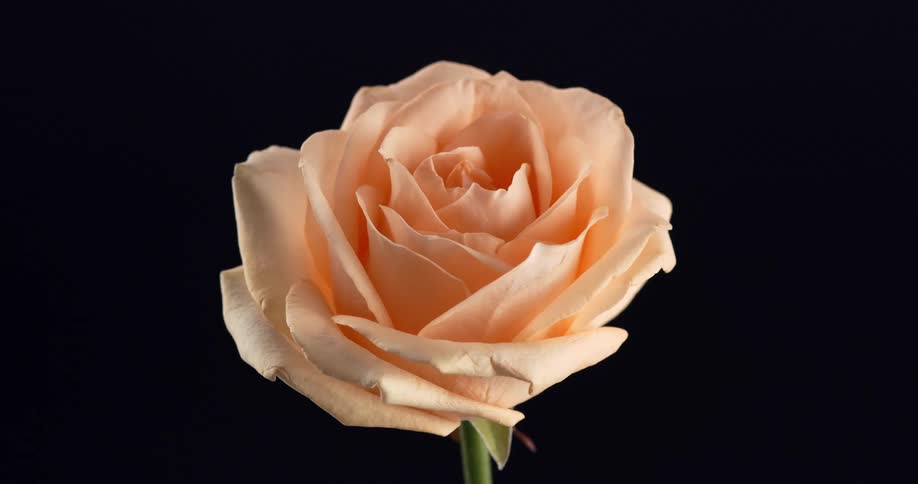 A single pale orange rose blossom in full bloom at the peak of its beauty against a stark black background