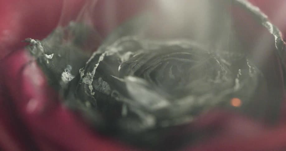 Close up of a rose burning