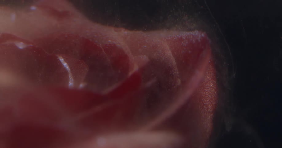 Dust and smoke cover the flower
