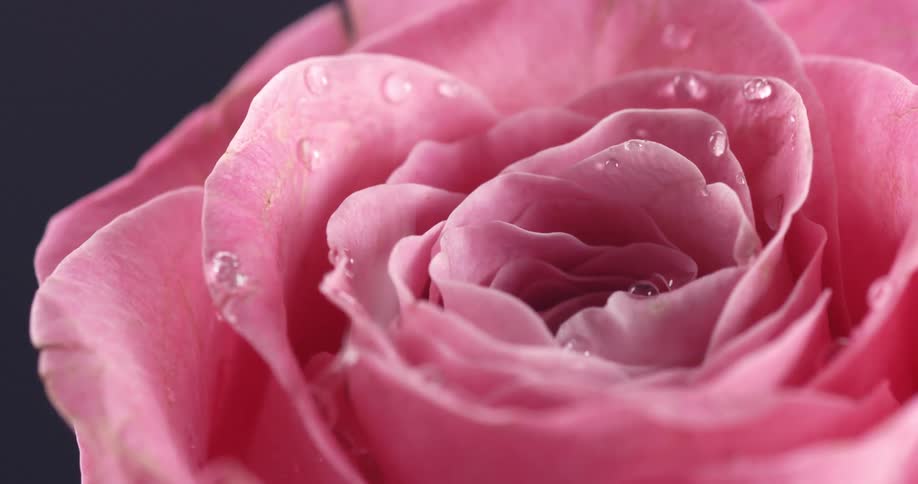 Drops of water falling on a pink flower