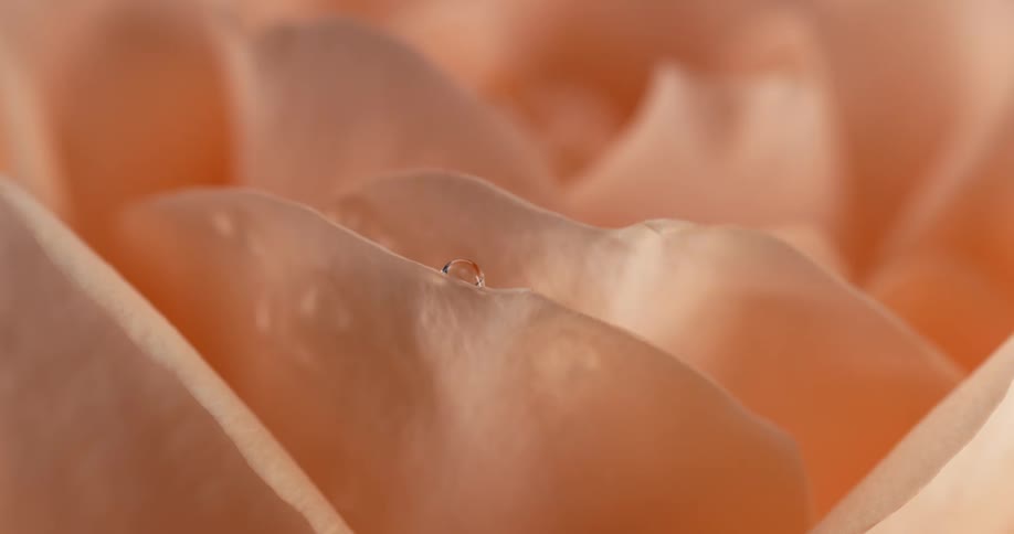 Water slowly falls on the flower