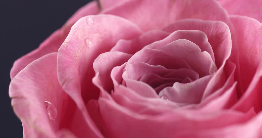Water dripping on pink flower
