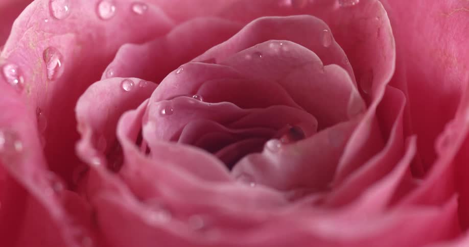 Close up of pink flower with droplets