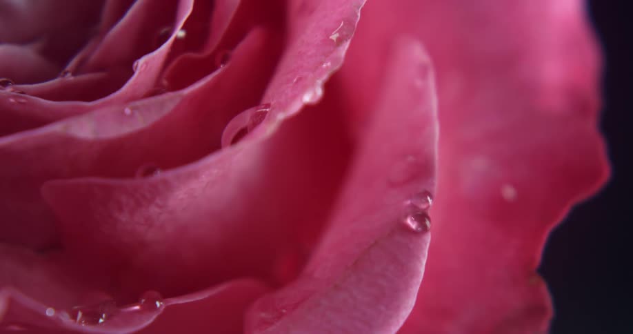 Water falls on the rose