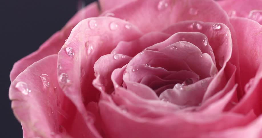 A pink flower with several petals being watered by drops of water