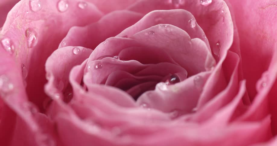 Close up of pink flower with droplets