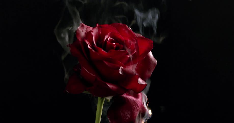 Close up of a red rose burning