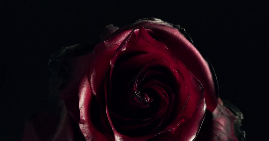 Close up of red flower on dark background