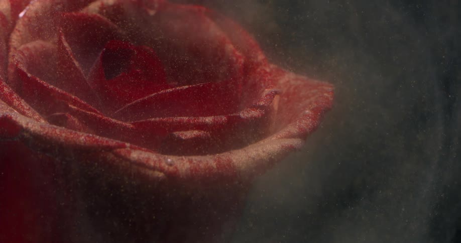Red rose submerged on dusty water