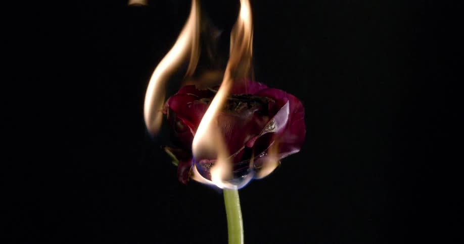 Red flower burns on black background