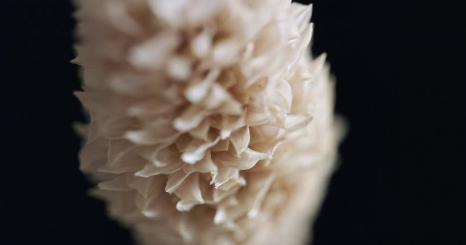 The white flower has many petals