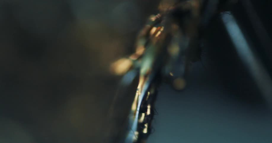 A shiny and golden object that is blurred