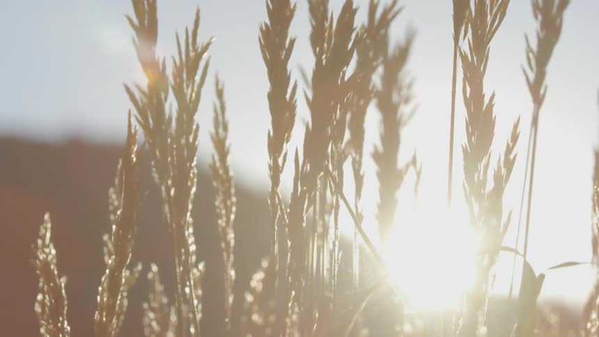 Tall stalks blow in the wind at sunset