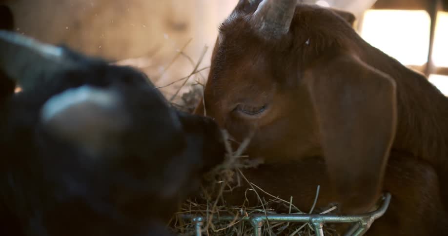 A brown goat eating hay in the barn