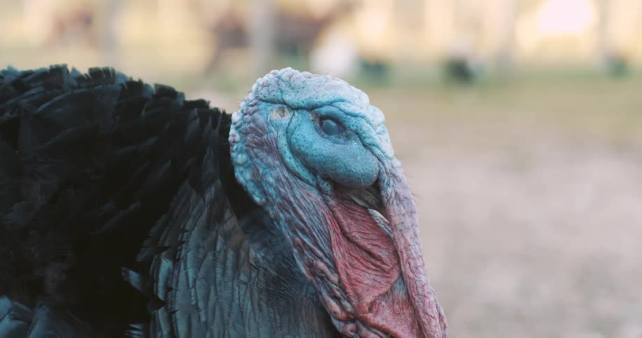 A mature turkey standing and staring