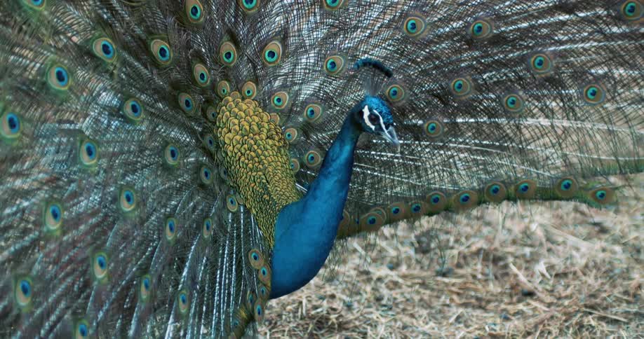 A peacock walking with open wings at midday