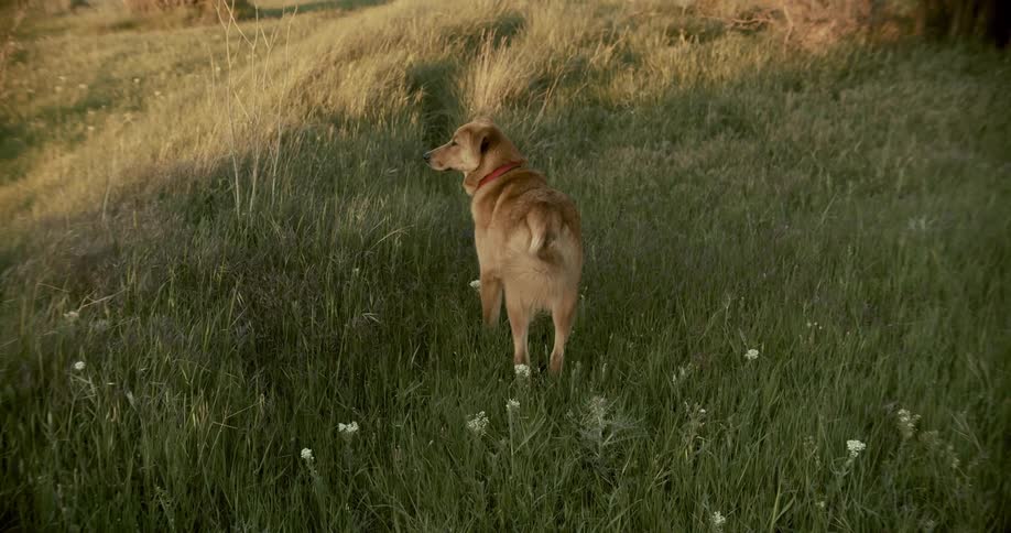The dog is standing in the grass