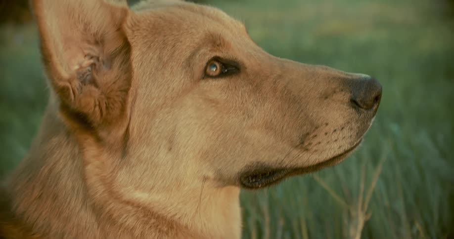 The dog is sitting in the grass
