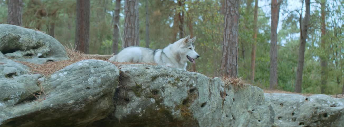 Dog lying on a rock in a forest during the day