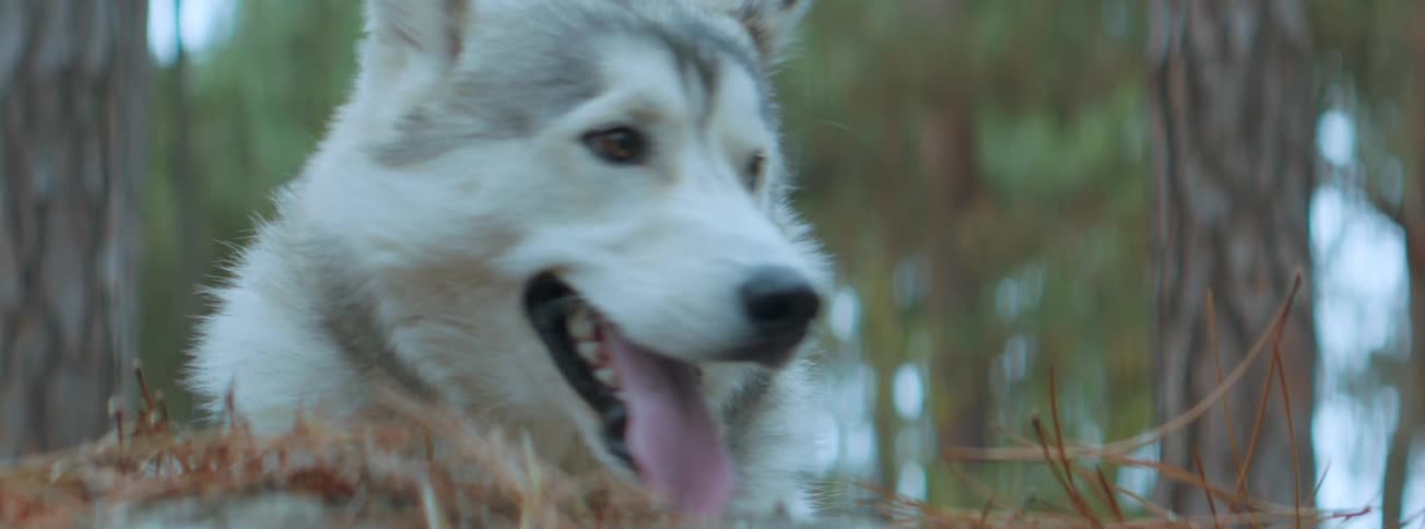 A white dog sits outdoors resting