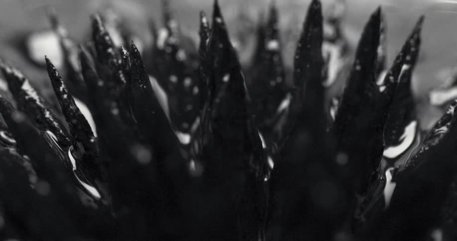 Spikes of black ferromagnetic fluid reacting to a magnet