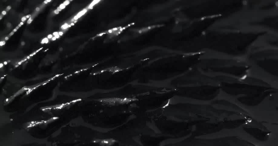 Sharp stakes in the dark mud