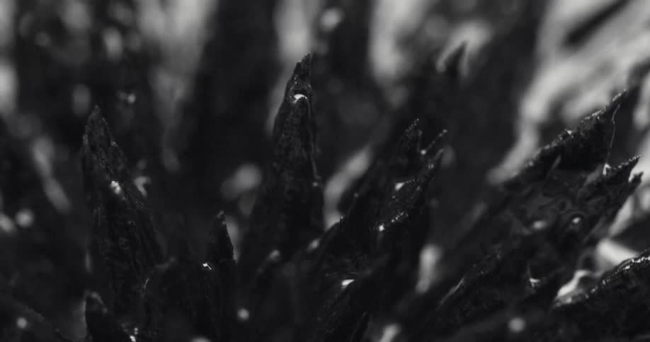Spikes of black ferromagnetic fluid reacting to a magnet