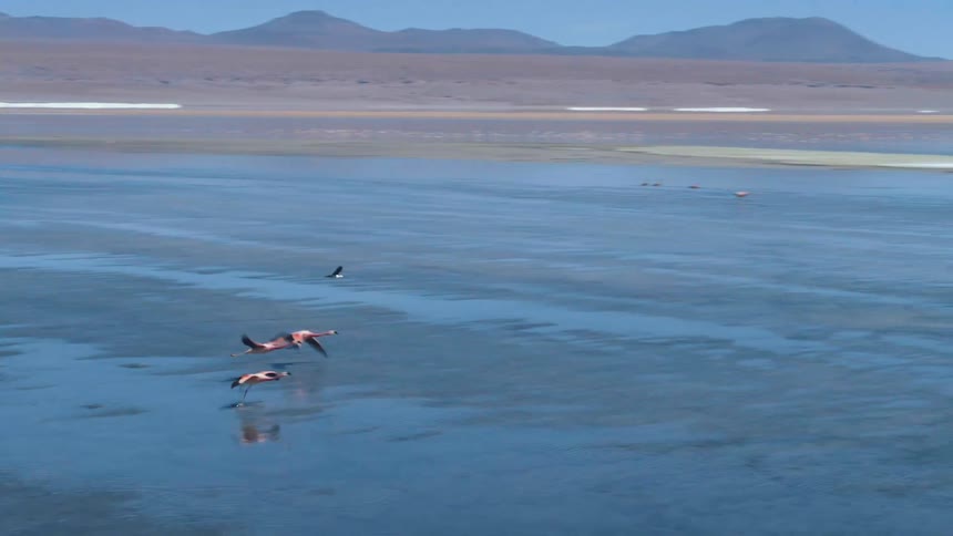 Birds flying across a body of water across a beach