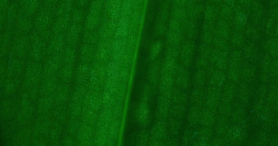 A water drop rolls down a green leaf