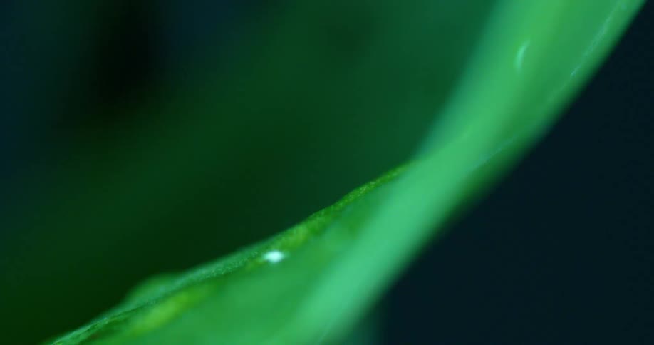 Droplets of water on a leaf at night