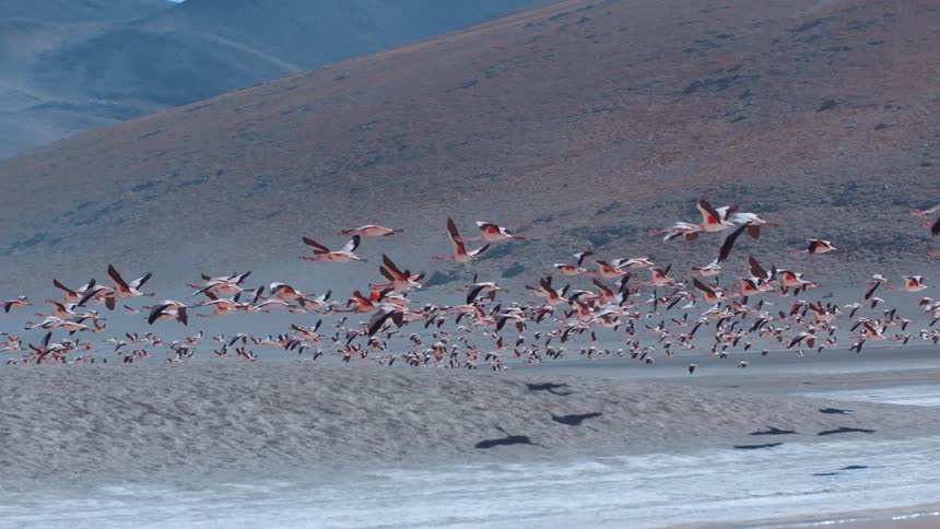 A large group of flamingos flies over shallow water and desert land near mountains