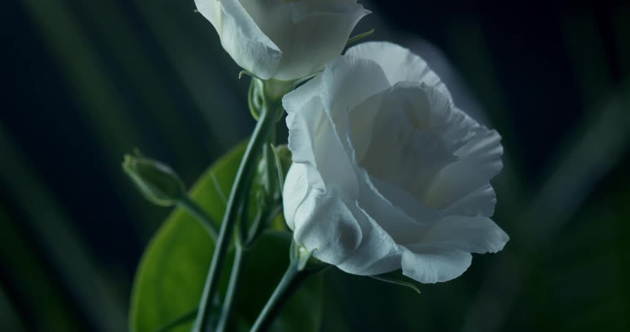 A plant with a flower with white petals