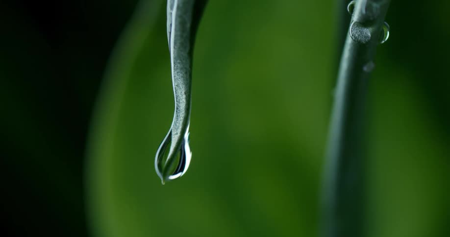 A long droplet of water slides down to the pointed tip of a green leaf and drops off in 2 drops causing the leaf to shake back forth