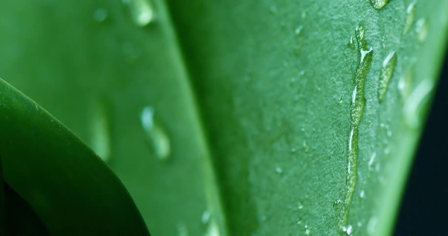 Raindrops drip down a green leaf as light shines upon it
