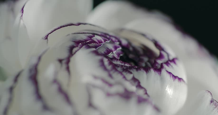 White flower with purple petal tips