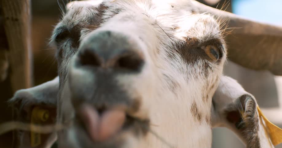 The goat is chewing on grass