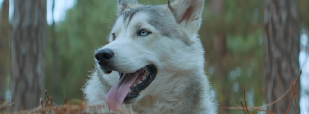 A wolf in a forest looks side to side