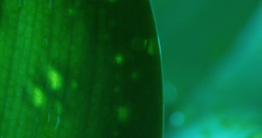 Water drops on a leaf at midday