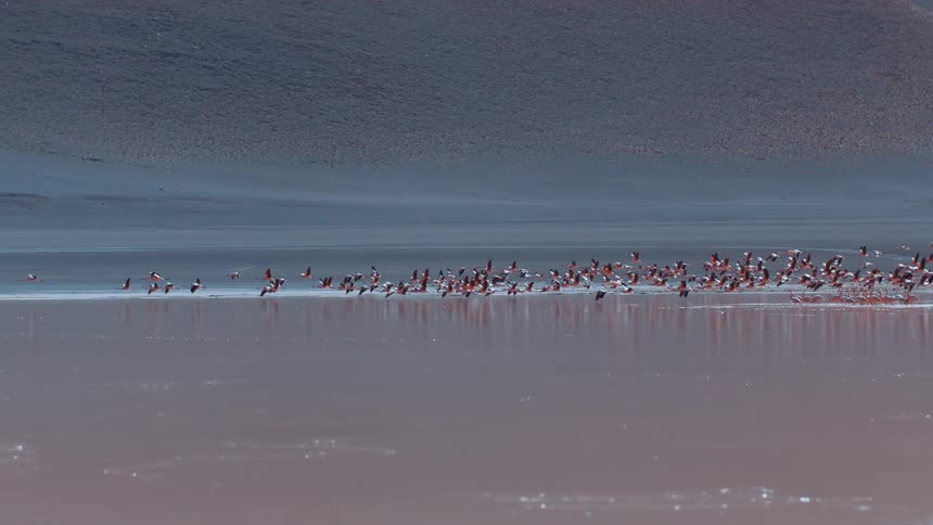 A flock of birds taking flight at the edge of the sea