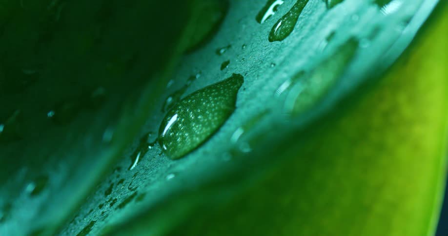 The plant is covered in water